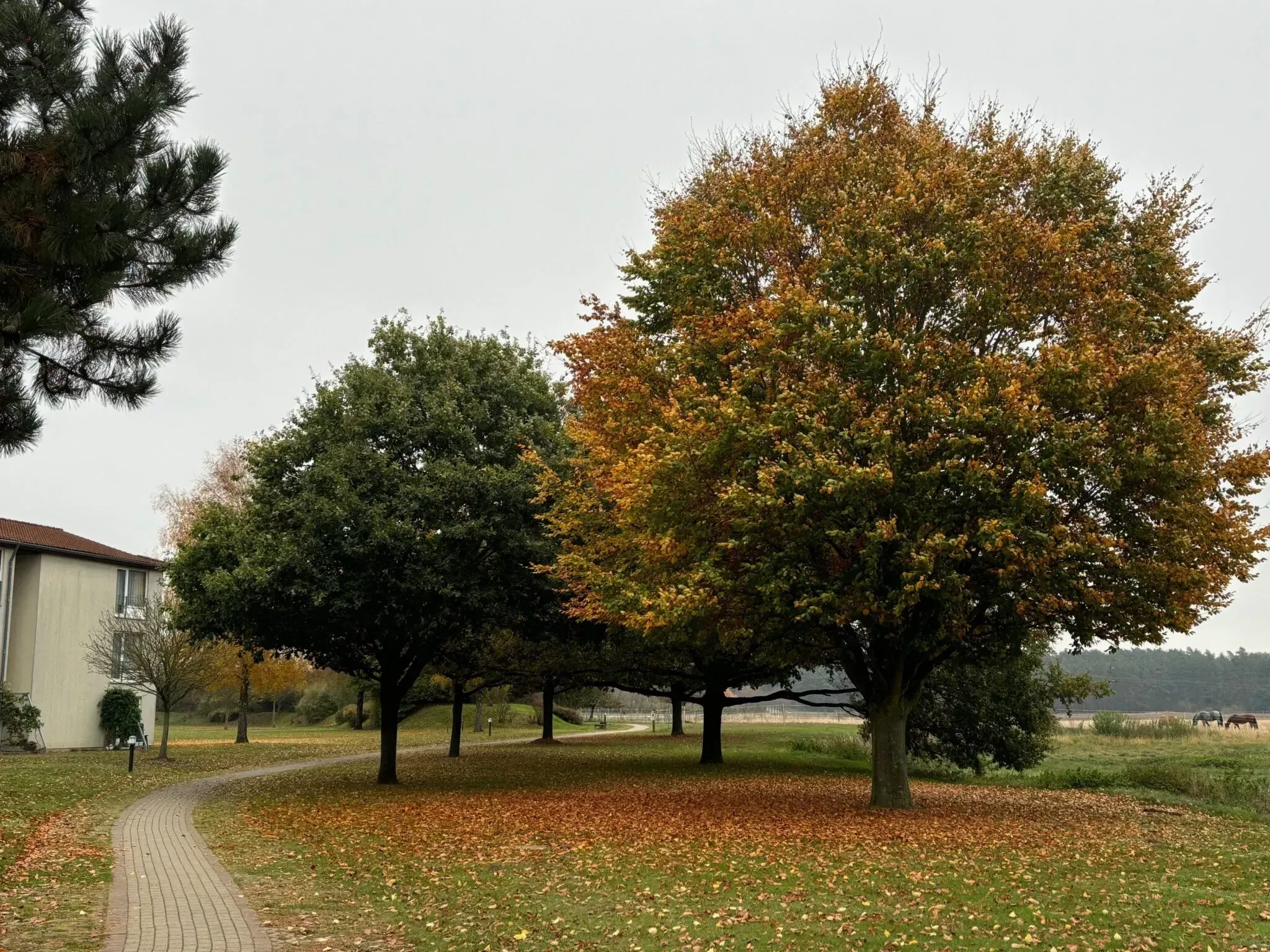 Herbstliche Landschaft mit bunten Bäumen und einem gepflasterten Weg zwischen ihnen.