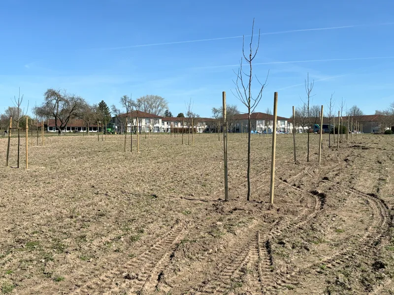 Junge Obstbäume stehen in einem frisch bearbeiteten Feld unter blauem Himmel.